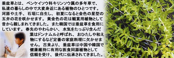 ���~���Ƃ́A�x���P�C�\�E�ȃL�����\�E���̑��N���ŁA�������̕�炵�̒��ő�ϐg�߂ɂ���A���̂ЂƂł��B
�͌���y��A�Ί_�Ɏ������A���ĂɂȂ�Ƌ��F�̐��`�̌ܕق̉Ԃ��炩���܂��B�����F�̉Ԃ͊Ϗܗp�A���Ƃ��Đ̂���e���܂�Ă��܂����B
�܂��A�؍��ł́A���~����H�p�ɂ��Ă��܂��B�t��̂��炩���A���C�������Ղ�܂񂾗t�́u�h���i�����v�ƌĂ΂�A���Ђ�����a�����ɂ���Ȃǒ�Ԃ̉ƒ뗿���Ɍ������܂���B
�×����A���~���͒�����؍��Ō��N�ێ��ɗL�p�Ȉ�H�����A���Ƃ��ĐM�����󂯁A���ɓ`������Ă��܂����B